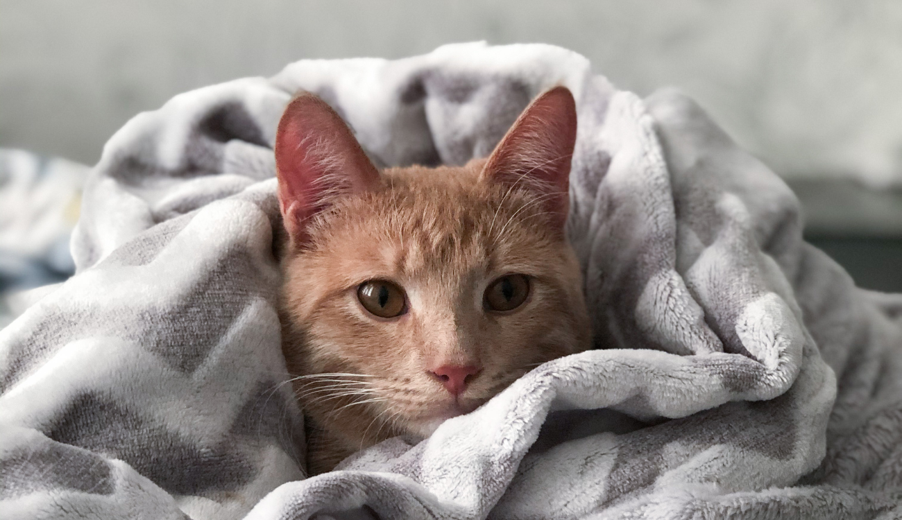 Γιατί Να Αφήσετε τα Παπλώματά σας σε Ένα Καθαριστήριο Επαγγελματικής Φροντίδας